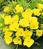 BALDUR Garten 3x Nachtkerze, Pflanzen im 9x9 cm-Topf, Oenothera macrocarpa,...