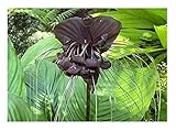 Stk - 5x Tacca Chantrieri Black Fledermausblume Garten Pflanzen - Samen...
