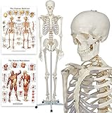 Elementary Anatomy Skelett - Buddy the Budget Skeleton - Menschliches...