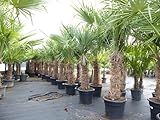 gruenwaren jakubik 2 Stück Trachycarpus fortunei, 70-100 cm Stamm, 210-250...