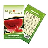 Wassermelonen Sugar Baby Samen - Citrullus lanatus - Wassermelonensamen -...