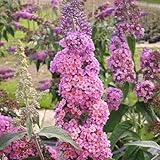 Sommer-Flieder 'Flower Power' (Buddleja Davidii) - Mehrfarbiger...