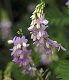 violette Geißraute - Galega officinalis - Gartenpflanze