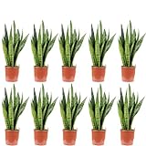 10er-Set Bogenhanf - echte Zimmerpflanze, Sansevieria zeylanica - Höhe ca....