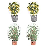 Gartennetz für Pflanzen, 4 PCs Insektenschutznetz Vogelschutznetz mit...