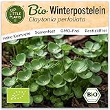 Little Plants BIO Winterpostelein Samen 800 Winterposteleinsamen...