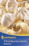 Kiepenkerl 611429 Knoblauchzwiebel Messidrome (3 Stück)...