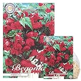 Sommerblumen-Zwiebel-Set, Begonien, Lupinen und Alstroemerien, Winterhart,...