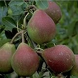 Clapps Liebling Birne Birnenbaum Sommerbirne winterhart Obstbaum...