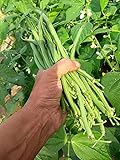50 Cigal Buschbohnenkerne - Seltene Sorte - 100% natürlich - Extradünne...