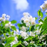 jasmin dachbegrünung blumensaat gartendeko für draußen exotische...