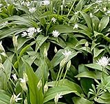Bärlauch Samen, Allium ursinum, Wald Knoblauch, Wild Gemüse (100 Samen)