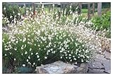 1 x Gaura lindheimeri 'Whirling Butterflies‘...