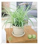 BALDUR Garten Chlorophytum Variegatum, 1 Pflanze, Luftreinigende...