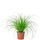 Echtes Katzengras - pflegeleichte Zimmerpflanze, Cyperus alternifolius...