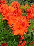 kupferrot blühende Garten Azalee Rhododendron luteum Gibraltar 30-40 cm...