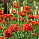 125 pcs vexiernelke samen - wildblumenwiese saatgut mehrjährig, hochbeete...