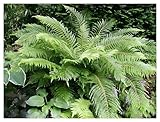 Stauden Gänge 1 x Polystichum setiferum 'Herrenhausen' im 1 Liter Topf...