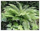 3 x Polystichum setiferum 'Herrenhausen'...