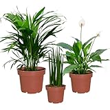 Zimmerpflanzen Fresh Air Brothers | 3er Set luftreinigende Pflanzen |...
