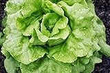 Salat, Bibb Kopfsalat Samen, Bio, NON-GMO, 150Seeds Samen pro Packung;seeds...