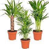 3x Tropical Palm Mix – Dypsis-Chamaedorea-Yucca – Pflegefreundlich –...