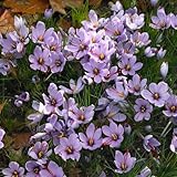 Bloomique - 40 Stück - Crocus - Safran Krokus - Frühblüher -...