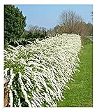 BALDUR Garten Weiße Rispen-Spiere Hecke 'Grefsheim', 1 Pflanze,...
