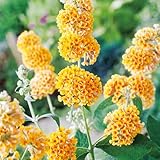 Schmetterlingsflieder/Sommerflieder Sungold - Buddleja weyeriana -...