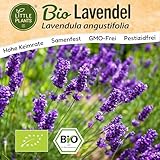 Little Plants BIO Lavendel Samen 300 Lavendelsamen Blumensamen für...