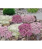 BALDUR Garten 9er Bodendecker-Set Thymian, Pflanzen im 9x9 cm-Topf, locken...