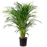 Goldfruchtpalme 130-150 cm Arecapalme Chrysalidocarpus lutescens / echte...