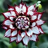 Dahlien-Rhizom Großpackung, Winterhart Mehrjährig, Pflegeleicht, Kein...