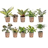 vdvelde.com - Ecoworld Mini Zimmerpflanzen & Farne Mix - 10 Stück...