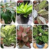 aglaonema zimmerpflanzen samen balkonpflanzen winterhart aglaonema...