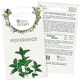 Pfefferminze Samen: Premium Kräuter Samen zum Anbau von ca. 300...