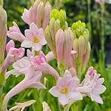 Tuberose zwiebel, blumen balkon，topfpflanzen，ausgefallene geschenke...