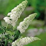 Schmetterlingsflieder White Profusion - Sommerflieder (Buddleja) Pflanze in...