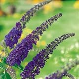 Schmetterlingsflieder Empire Blue - Sommerflieder (Buddleja) Pflanze in...