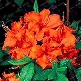 Generische frische 200 Stück Rhododendron-Blumensamen zum Pflanzen von...