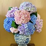 70 Pcs Hortensien Pflanzen Samen - Hydrangea Macrophylla - Blumensamen...