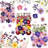 125 Stück Getrocknete Blumen, Natürliche Gepresste Blumen, DIY...
