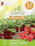 FLORTUS | Erdbeerpflanzen Hummi® Rimona | 12 XXL Pflanzen Monatserdbeeren...