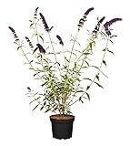 Buddleja davidii 'Black Knight' 60–100 cm – Winterhart, Mehrjährig,...