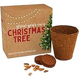 Weihnachtsbaum Anzuchtset als Adventskalender Füllung - Mini Geschenk als...