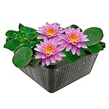 vdvelde.com - Seerose Rosa - Nymphaea Pink Opal - Große Seerose -...