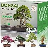 Easy Bonsai Starter Kit - Bonsai Anzuchtset 4 versch. Bonsai Samen -...