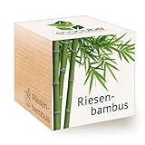 Feel Green 296534 Ecocube Riesenbambus, Nachhaltige Geschenkidee (100% Eco...