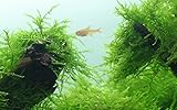 Tropica Aquarium Pflanze Javamoos Moos Taxiphyllum barbieri Nr.003TC in...