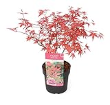 Plant in a Box - Acer palmatum Beni Maiko - Höhe 60-70cm - Japanischer...